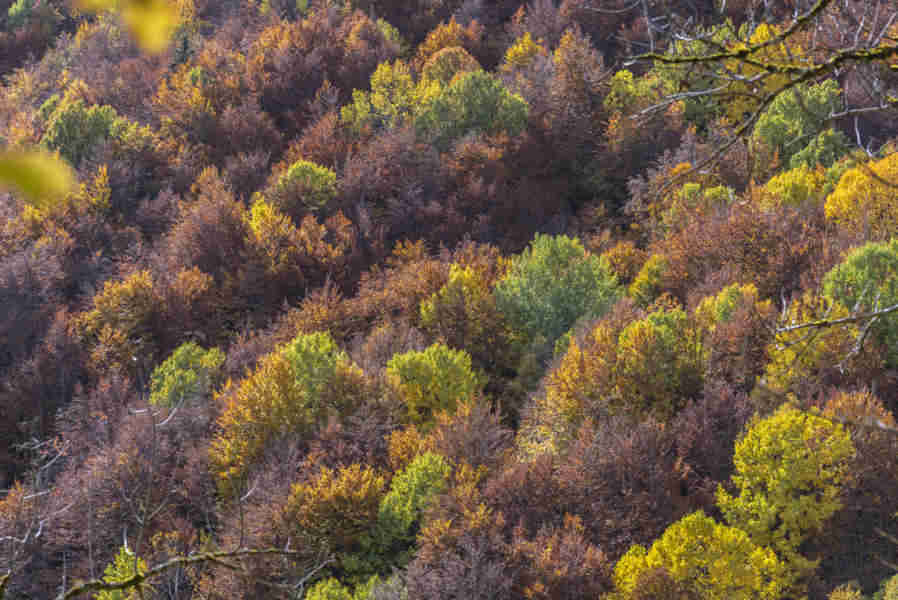 Huesca - valle de Vio 10 - bosque de la Pardina del Señor.jpg